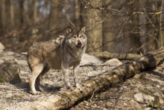 Timber wolf or American grey wolf (Canis lupus lycaon)