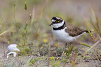 Little Ringed Plover, Little Ringed Plover, (Charadrius dubius), plover family, biotope, foraging,