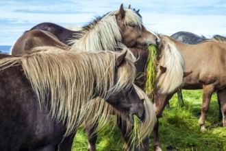 Beautiful and well-groomed Icelandic horses on a free pasture. Thoroughbred and beautiful horses