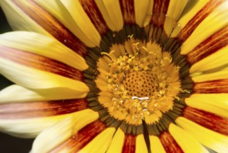 Red and yellow flower stamens. Close up macro