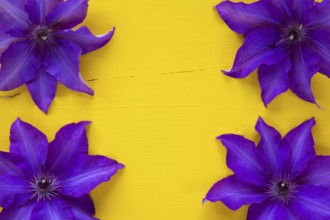 Four purple clematis isolated on wooden table