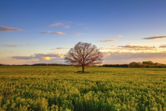 Memorable lonely tree on the field at sunset in Cholupice, Czech Republic, Europe
