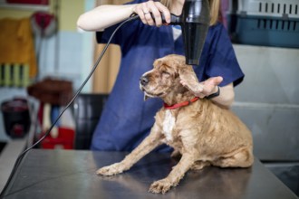 A professional groomer is drying a dogs fur using a hair dryer designed specifically for grooming