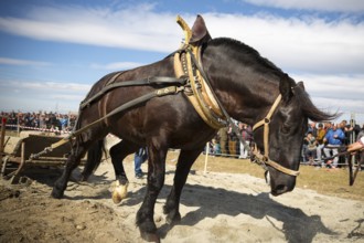 Horses and their owners participate in a heavy pull tournament. The animals has to pull a load of
