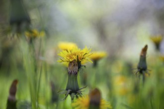 Dandelion (Taraxacum), Leoben, Styria, Austria, Europe