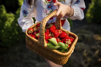 Closeup of woman's hands holding basket with organic garden summer strawberry berries. Healthy