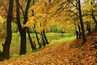 Autumn park with river is running down in autumnal forest