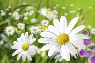 Flowers 199