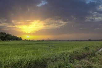 Beautiful green rice paddies in the evening at sunset. Beautiful natural landscape with fields, Sri