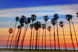 California sunset Palm tree rows in Santa Barbara US