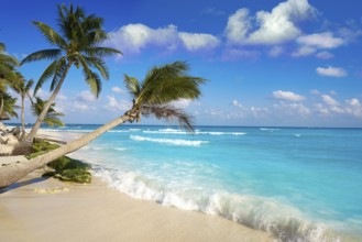 Playa del Carmen beach palm trees in Riviera Maya Caribbean of Mexico