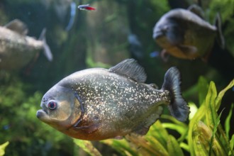 Red piranha swimming in the aquarium