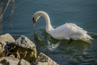A swan swims on a calm body of water close to stones, in the sunlight, renaturalised Isar, Landau