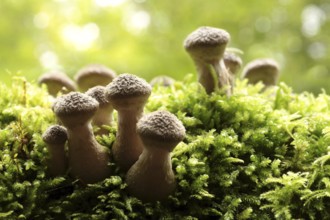 Mushrooms growing on a tree trunk in the forest