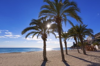 Alicante San Juan beach of La Albufereta with palms trees in Mediterranean Spain
