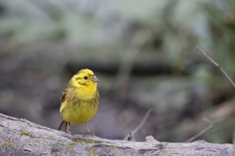 Yellowhammer, Emberiza citrinella, on a tree stump in springtime