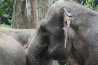 Close-up photo of Sumatran elephant