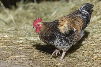 Free-ranging barnyard rooster with colorful plumage, outdoor breeding. Bas-Rhin, Collectivite