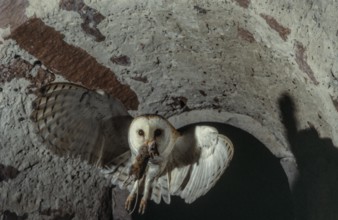 Western Barn Owl (Tyto alba) in flight with a mouse in its beak. Bas-Rhin, Alsace, Grand Est,