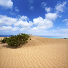 Corralejo dunes Fuerteventura desert at Canary Islands of Spain