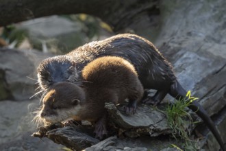Young asian small clawed otter (Amblonyx cinerea) also known as the oriental small-clawed otter.