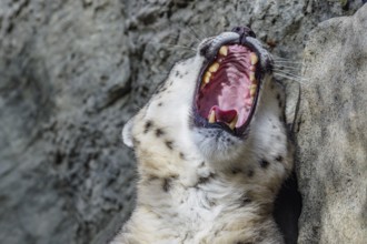 Portrait of a snow leopard close up on a stone background