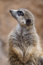 Portrait of a meerkat watching the surroundings. Standing Suricate or Meerkat