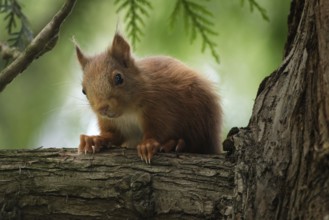 Squirrel sits on a tree and looks down curiously