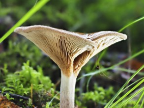 Monk's head (Infundibulicybe geotropa), blurred background, North Rhine-Westphalia, Germany, Europe