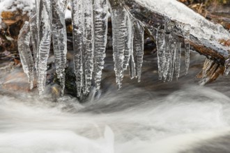 Icicles hanging from a branch in a torrent, France, Europe