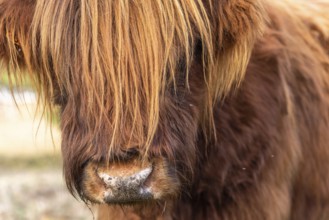 Highland cattle portrait in a pasture in the french countryside
