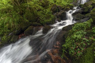 Torrent stream in the Vosges mountains