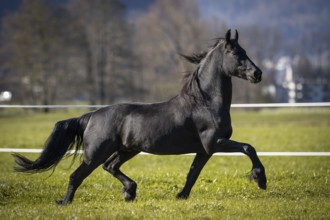 Frisian gelding in the pasture in autumn
