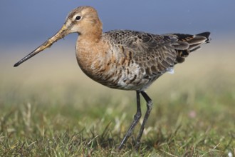 Black-tailed godwit, Limosa limosa