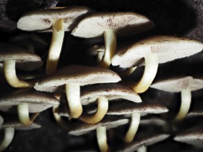 Fungus Kuehneromyces, North Rhine-Westphalia, Germany, Europe