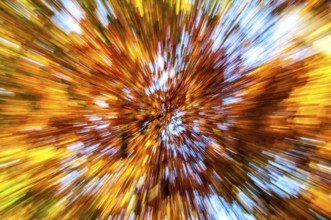 Motion background photo of an autumn forest as an abstract image with autumn colours. Motion
