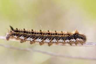 Caterpillar of the grasshopper, Euthrix potatoria