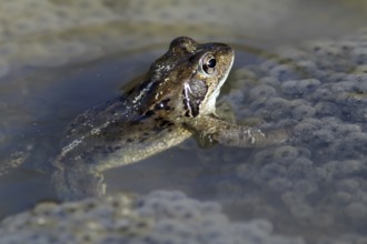 Spawning common toad (Bufo bufo)
