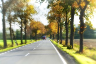 Avenue with trees in a frenzy of speed