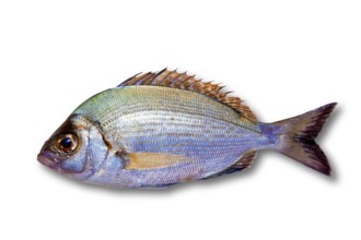 Diplodus sargus white sea bream isolated on white