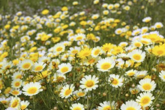 Daisy yellow flowers green nature meadow spring season
