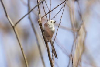 Long-tailed tit on branch (Aegithalos caudatus) Cute little Bird