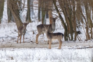 Fallow deer snow forest landscape (Dama Dama)