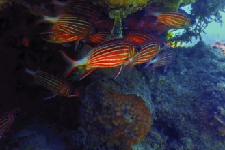 Crown Squirrelfish (sargocentron diadema) Red Sea, Marine life