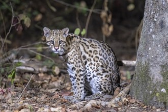 Ocelot (Leopardus pardalis), at night, eye contact, Pantanal, inland, wetland, UNESCO Biosphere