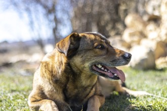 Portrait of a brown dog with its tongue out lying on the grass in the sun
