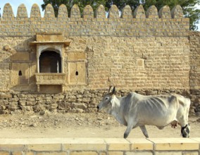Indian cow on the background of the ancient building in Jaisalmer