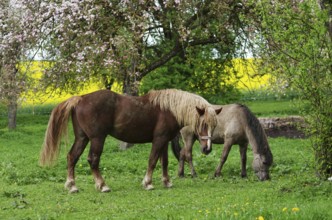 Horses grazing in a meadow of blossoming fruit trees