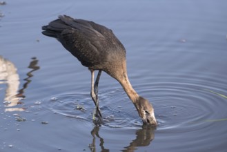 African openbill stork, Anastomus lamelligerus, eating in the Chobe River, Botswana, Africa