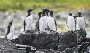 Small group of Guillemots nesting on The Farne Islands, Northumberland, England, United Kingdom,